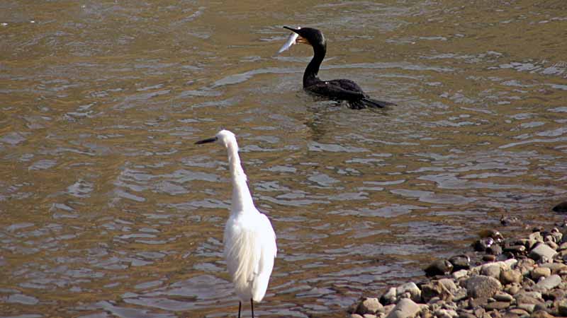 ����߂炦���J���E�ƃR�T�M