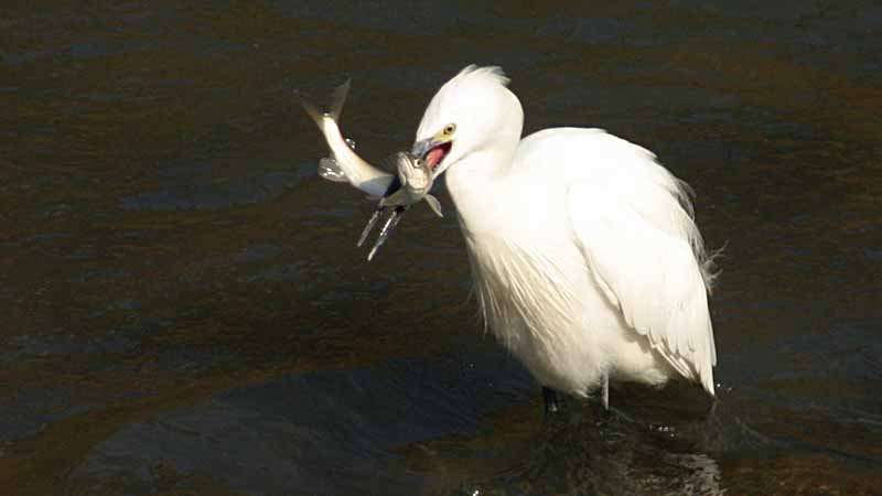 �A����߂炦���R�T�M