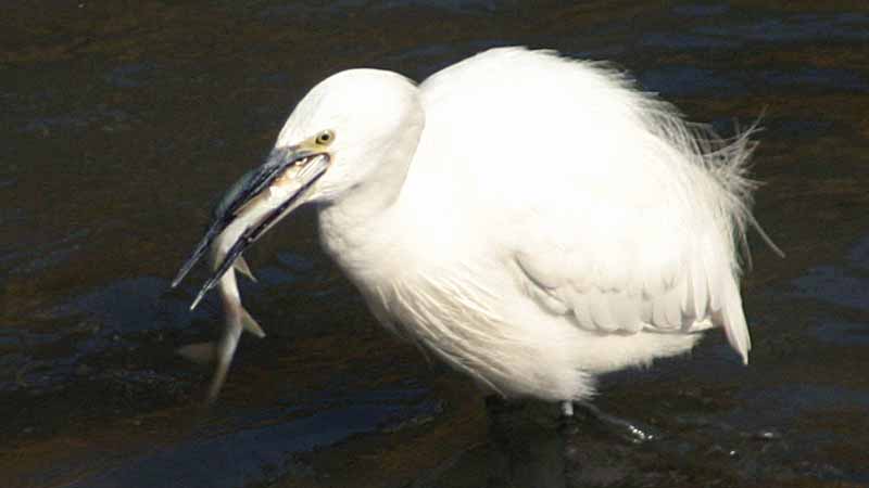 �A����߂炦���R�T�M