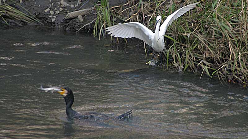 ����߂炦���J���E�ƃR�T�M