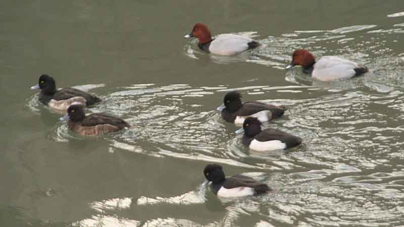 �L���N���n�W���ƃz�V�n�W��