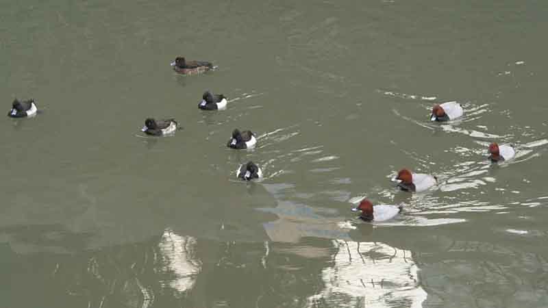 �L���N���n�W���ƃz�V�n�W��