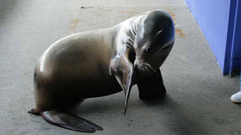 二見シーパラダイスのカリフォルニアアシカ