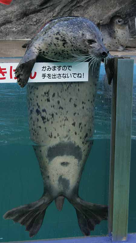 二見シーパラダイスのゴマフアザラシ