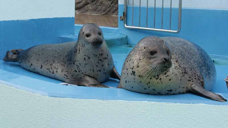 二見シーパラダイスのゴマフアザラシ