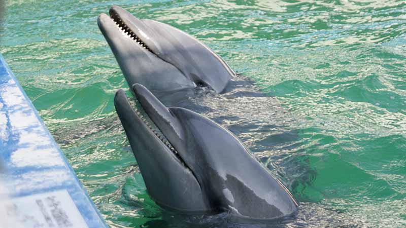 二見シーパラダイスのバンドウイルカ