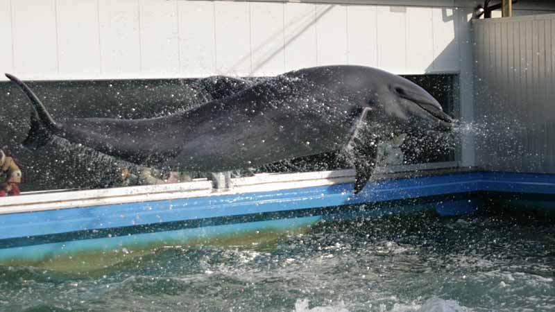二見シーパラダイスのバンドウイルカ