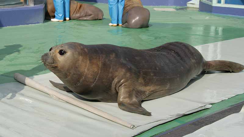 二見シーパラダイスのミナミゾウアザラシ