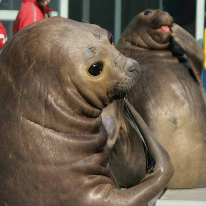 二見シーパラダイスのミナミゾウアザラシ夢海子