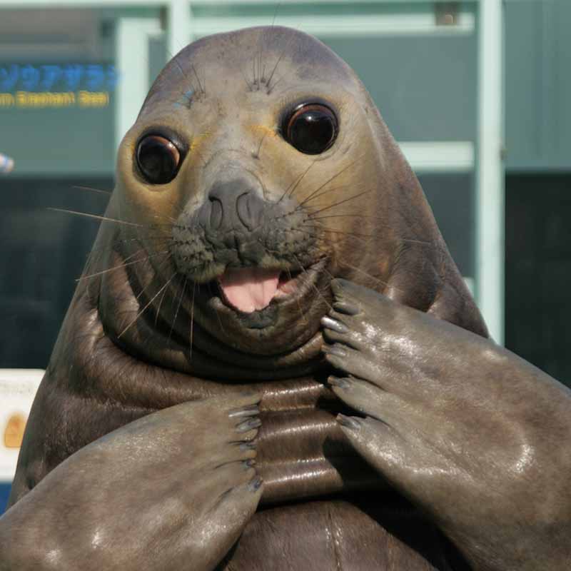 二見シーパラダイスのミナミゾウアザラシ夢海子
