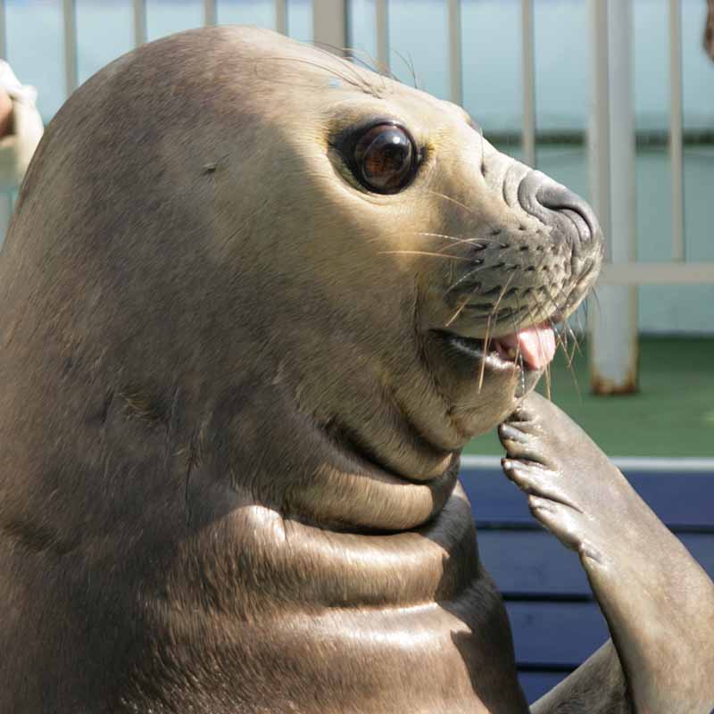 二見シーパラダイスのミナミゾウアザラシ夢海子