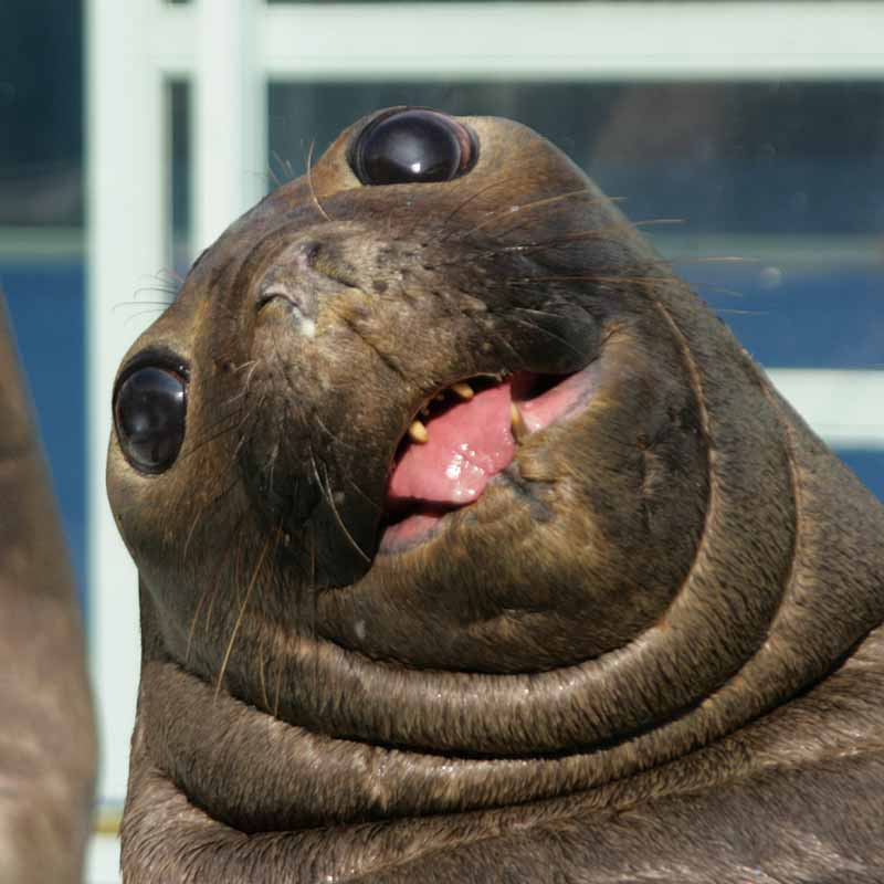 二見シーパラダイスのミナミゾウアザラシ丸子