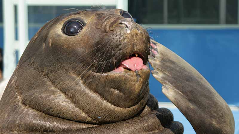 二見シーパラダイスのミナミゾウアザラシ丸子