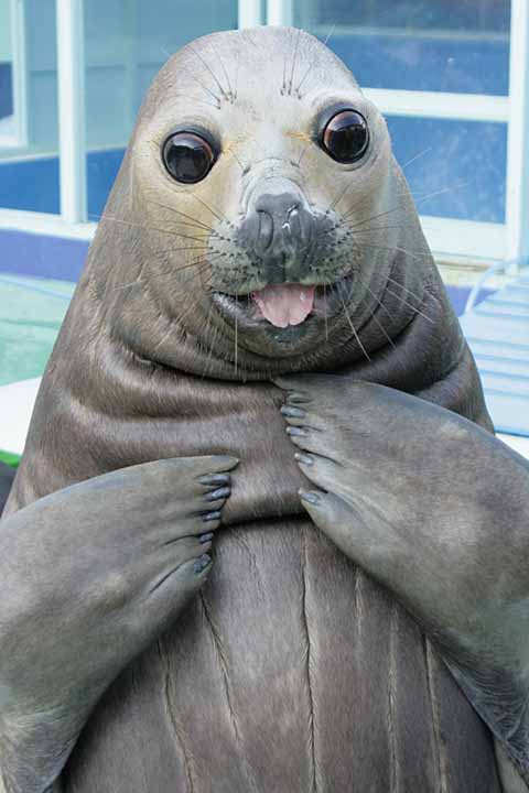 二見シーパラダイスのミナミゾウアザラシ「夢海子(ゆみこ)」