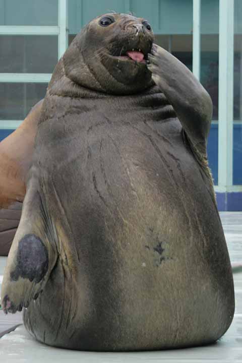 二見シーパラダイスのミナミゾウアザラシ「丸子」