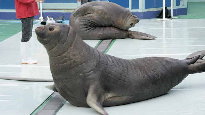 二見シーパラダイスのミナミゾウアザラシ