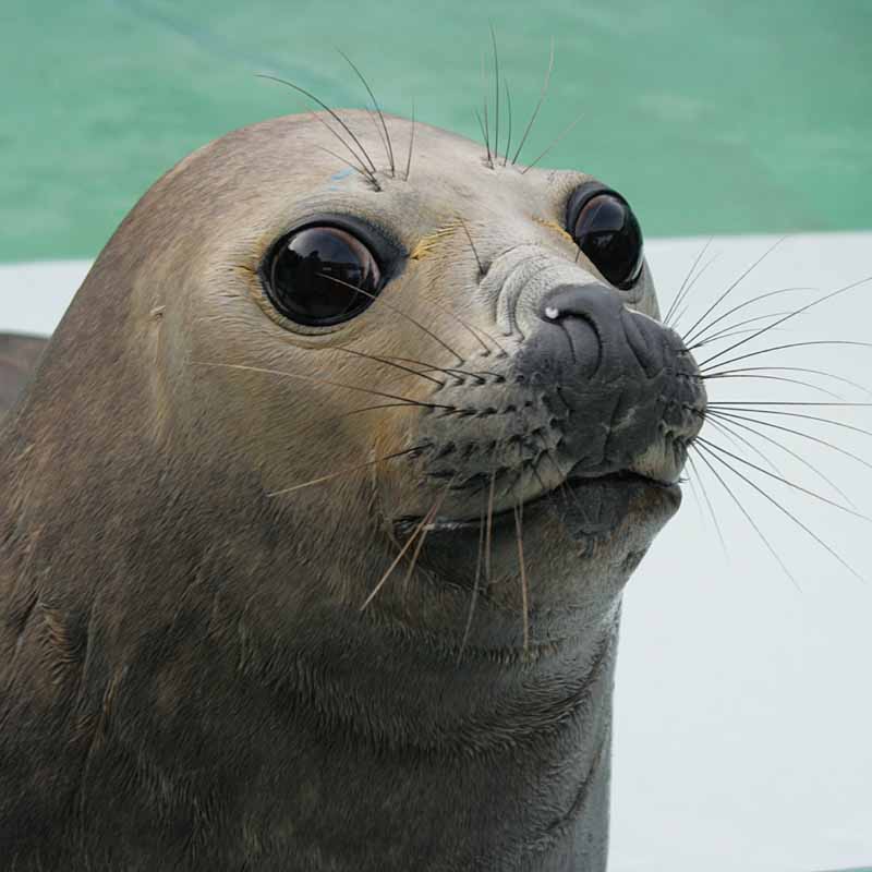 二見シーパラダイスのミナミゾウアザラシ