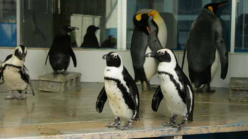 二見シーパラダイスのペンギン