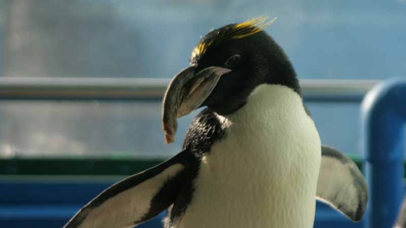 二見シーパラダイスのペンギン