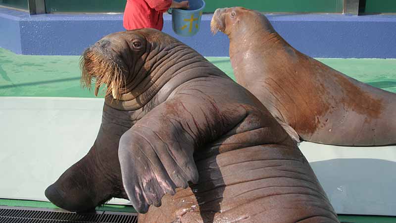 二見シーパラダイスのセイウチ