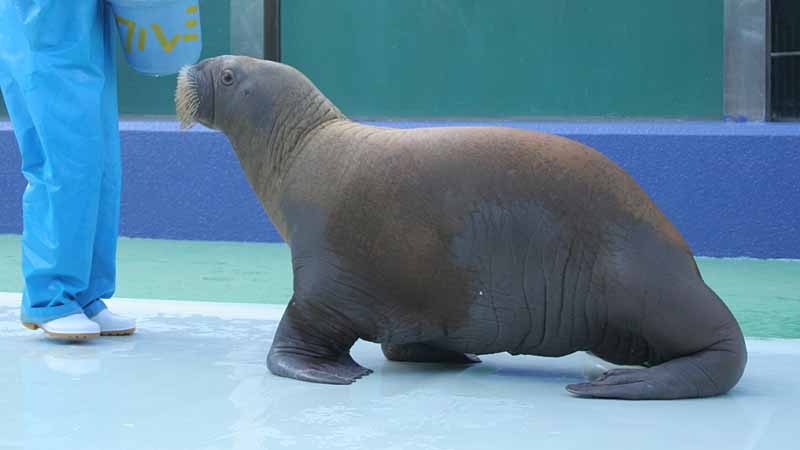 二見シーパラダイスのセイウチ