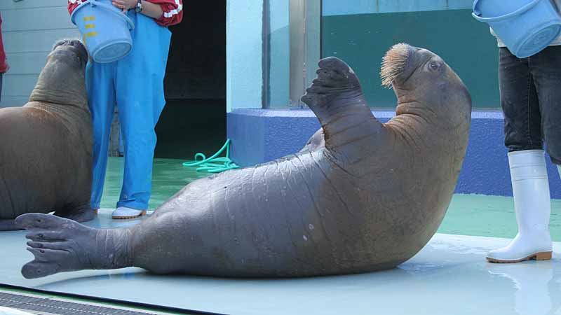 二見シーパラダイスのセイウチ
