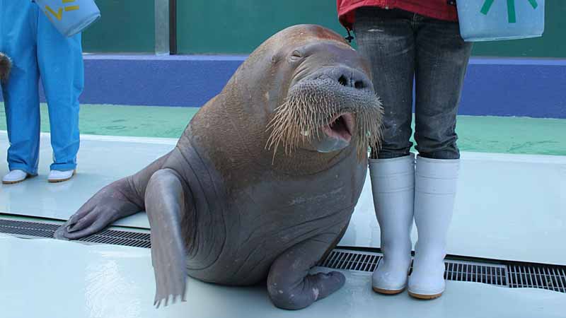 二見シーパラダイスのセイウチ