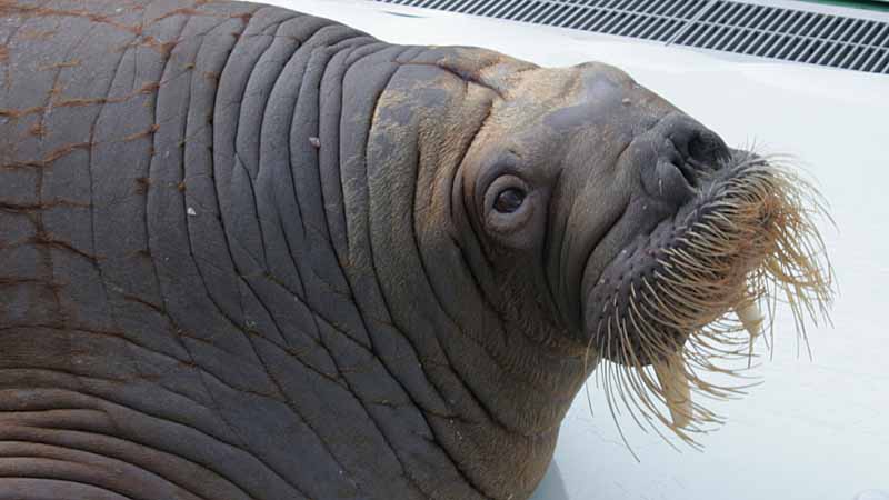 二見シーパラダイスのセイウチ