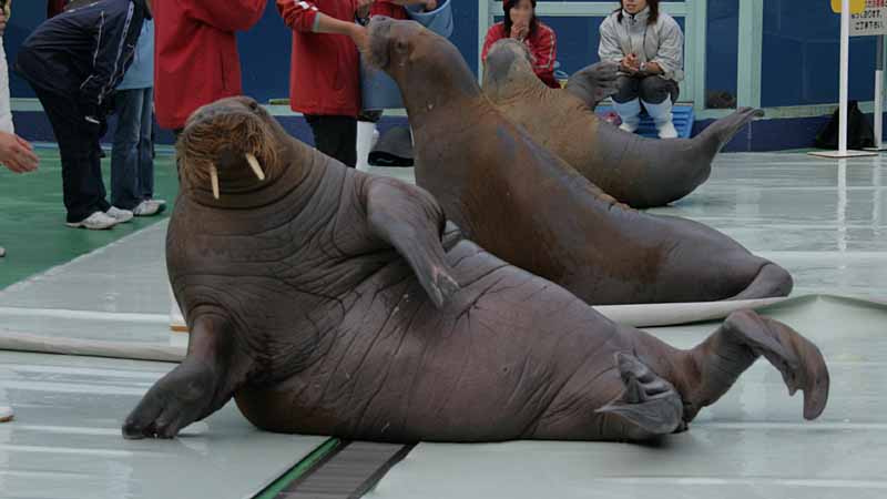 二見シーパラダイスのセイウチ