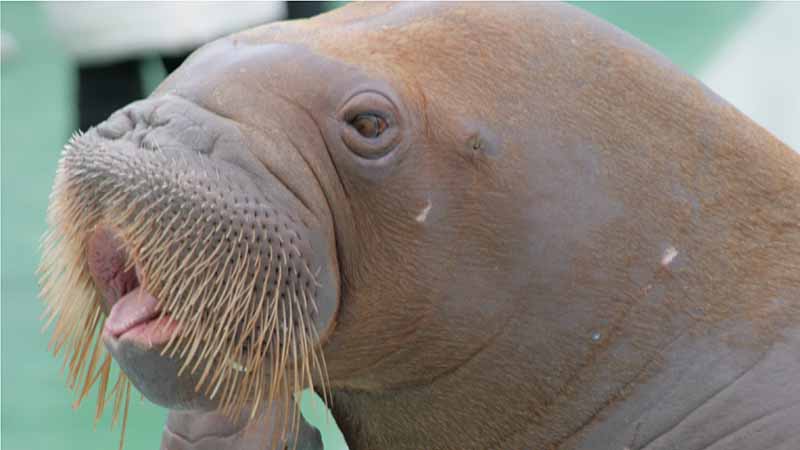 二見シーパラダイスのセイウチ