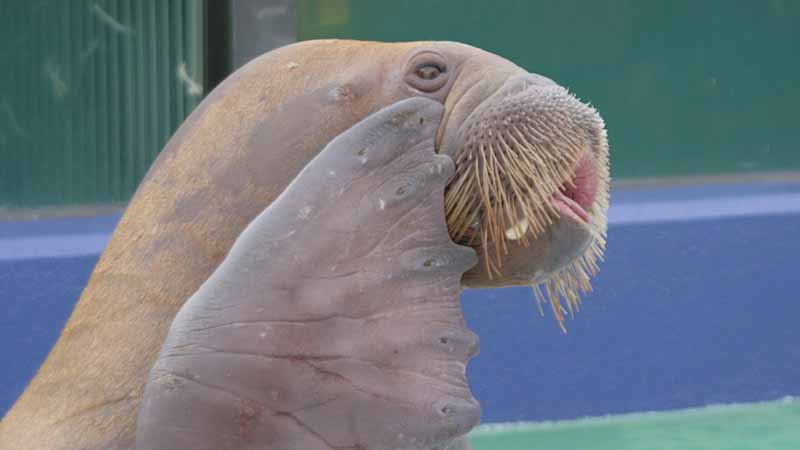 二見シーパラダイスのセイウチ