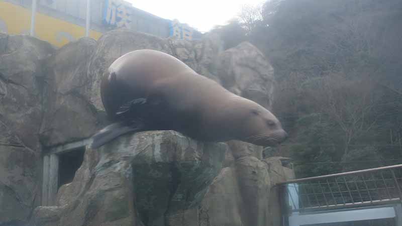 二見シーパラダイスのトド