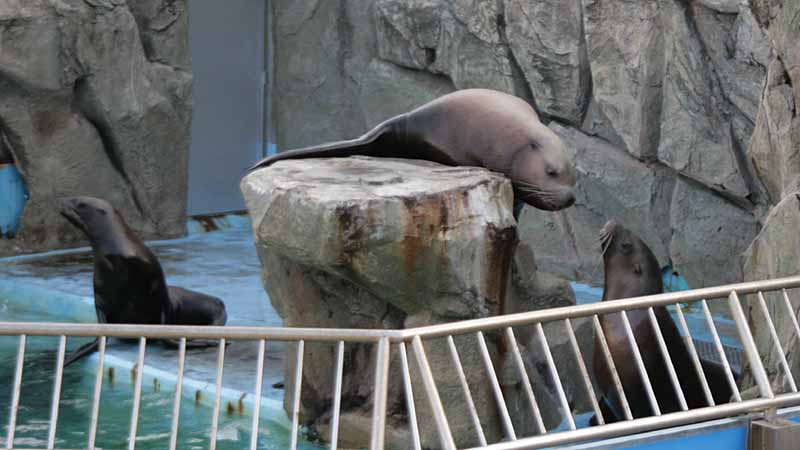 二見シーパラダイスのトド