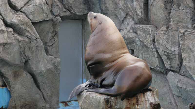 二見シーパラダイスのトド