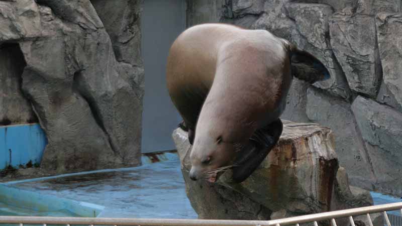 二見シーパラダイスのトド