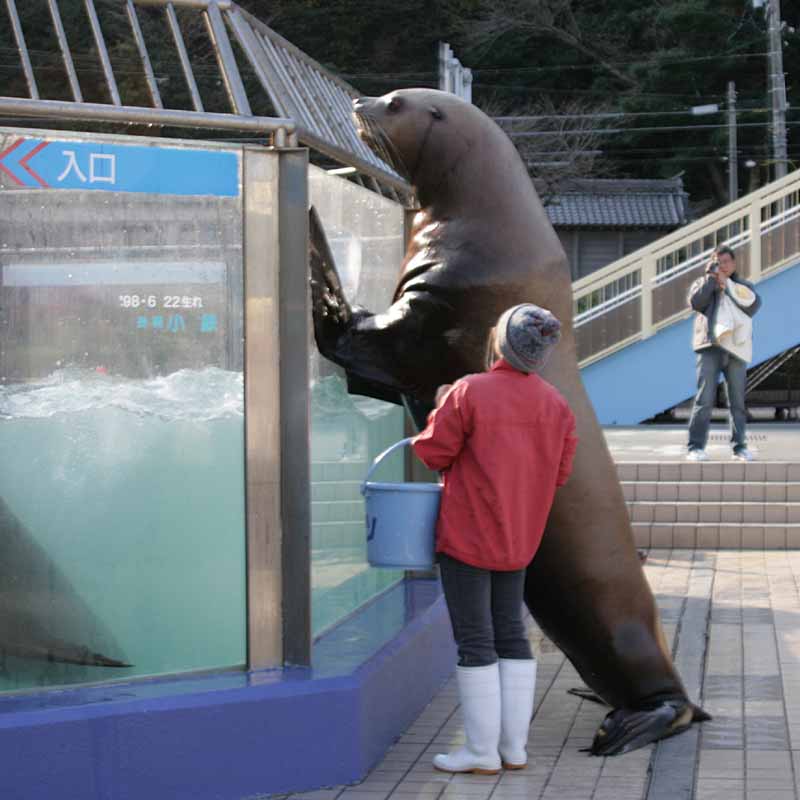 二見シーパラダイスのトド