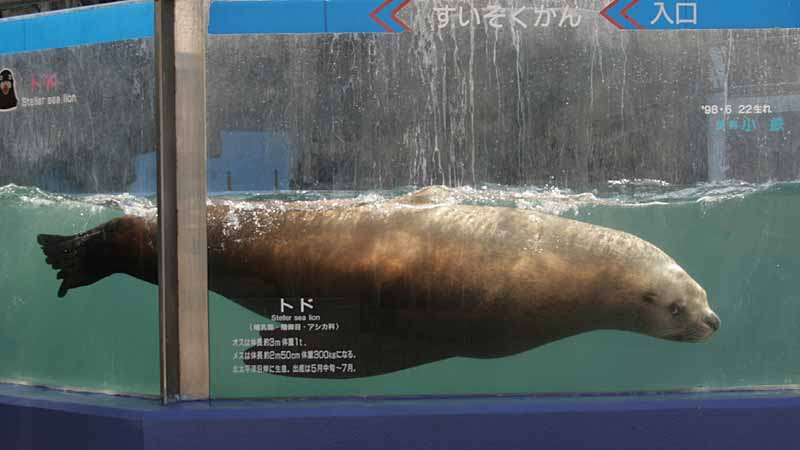 二見シーパラダイスのトド