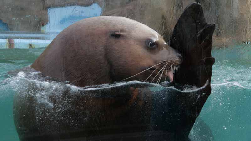 二見シーパラダイスのトド