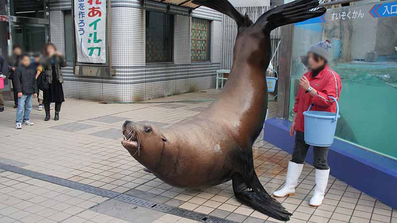 二見シーパラダイスのトド