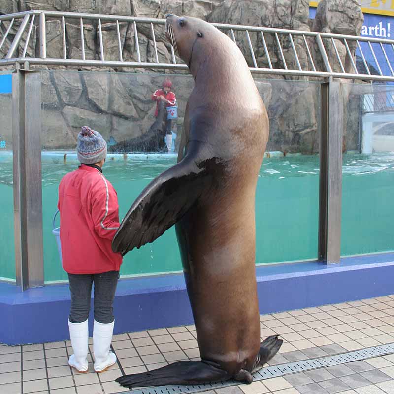 二見シーパラダイスのトド