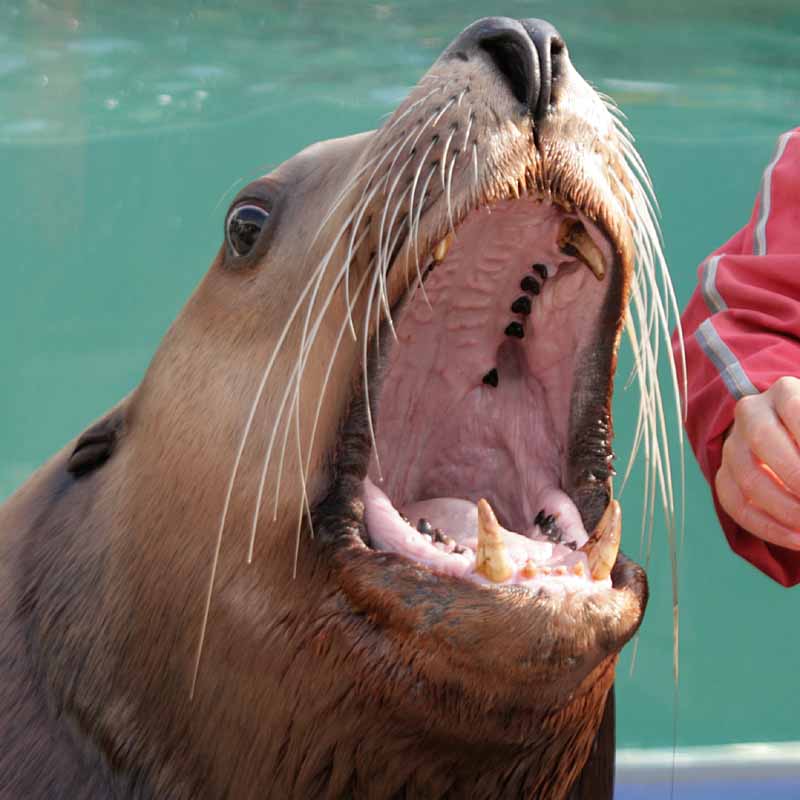 二見シーパラダイスのトド