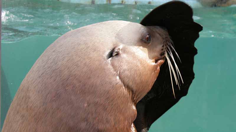 二見シーパラダイスのトド