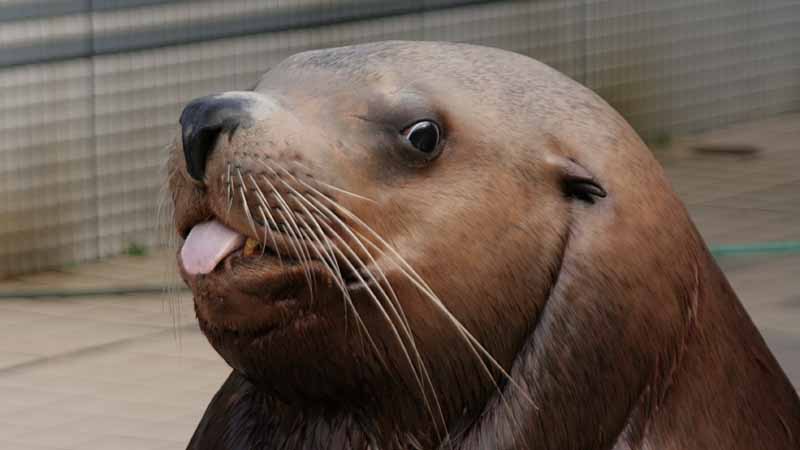 二見シーパラダイスのトド