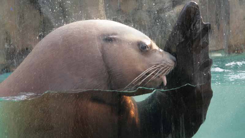 二見シーパラダイスのトド