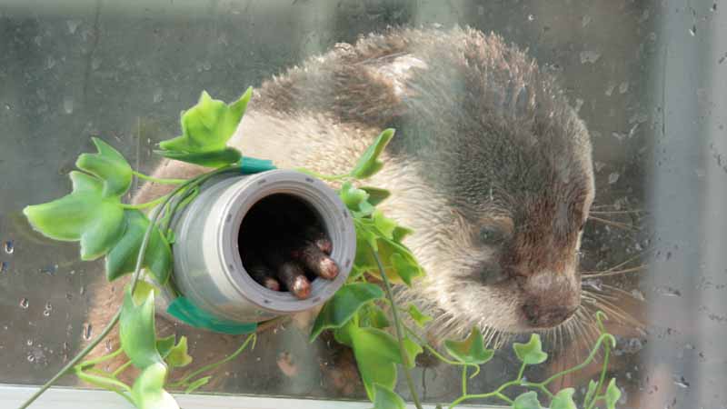 二見シーパラダイスのツメナシカワウソ