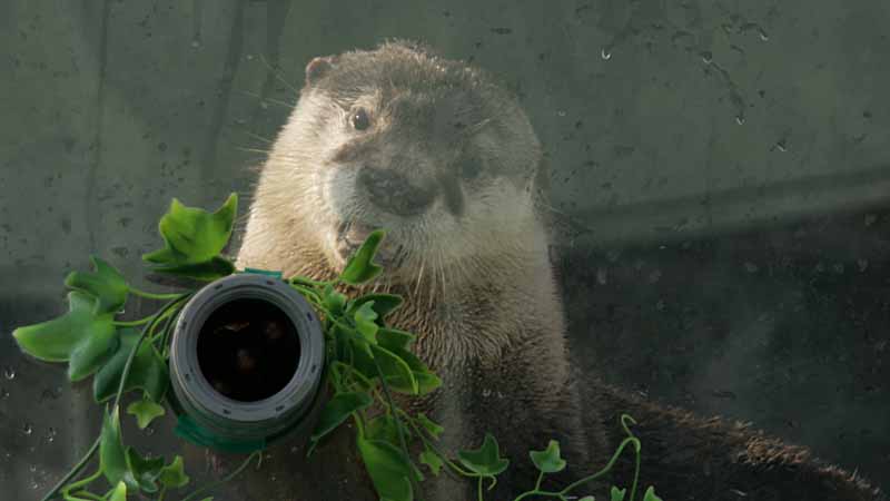 二見シーパラダイスのツメナシカワウソ