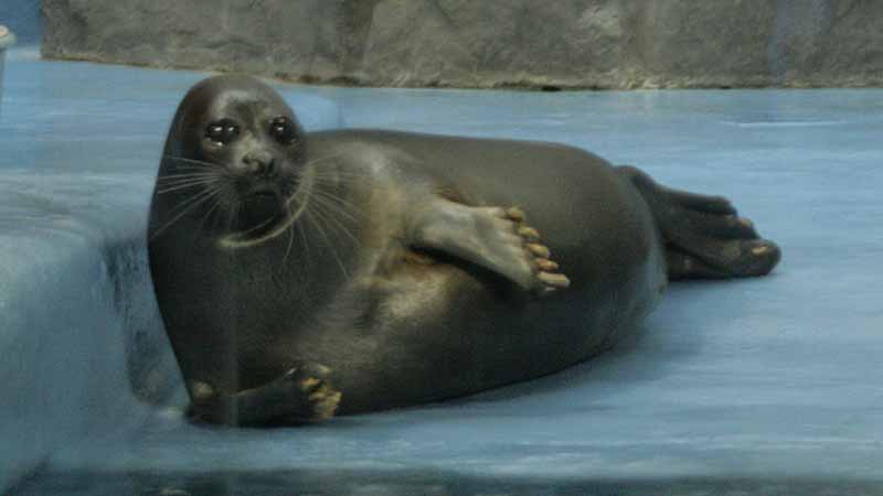 鳥羽水族館のバイカルアザラシ