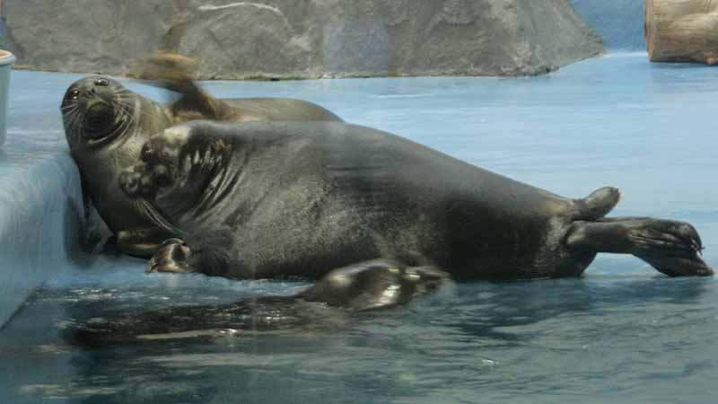 鳥羽水族館のバイカルアザラシ