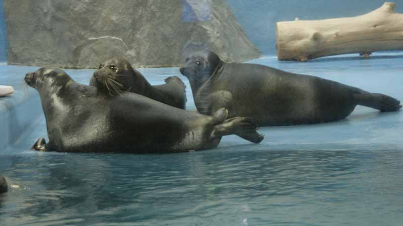 鳥羽水族館のバイカルアザラシ