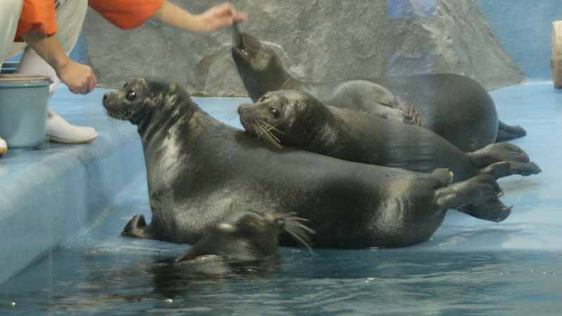 鳥羽水族館のバイカルアザラシ